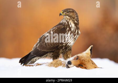 Gemeiner Bussard, der in der Winternatur Beute auf Schnee bewacht Stockfoto