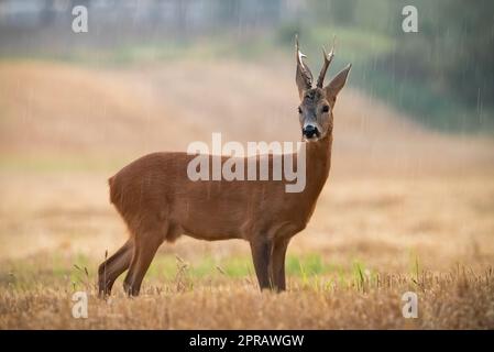 Rehe, die im Sommer bei Regen auf Stoppeln stehen Stockfoto