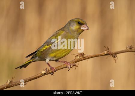 Europäischer Grünfink, der im Frühjahr auf einem Baumstumpf sitzt, mit verschwommenem Hintergrund Stockfoto