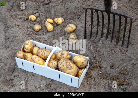 Kartoffeln ernten. Frische Bio-Kartoffeln werden mit einer Heugabel aus dem Boden gehoben und in einem Korb gelagert. Bauer im Garten. Kartoffelernte aus dem Boden. Stockfoto