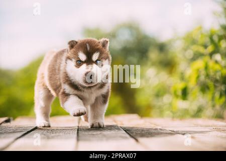 Der vierwöchige Husky-Welpe in weiß-brauner Farbe steht auf Holzboden. Stockfoto