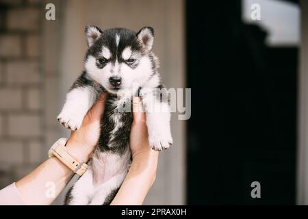 Vier Wochen alte Husky Puppy von weiß-grau-schwarz Farbe geschlossenen Augen und sitzen In Den Händen Des Eigentümers Stockfoto