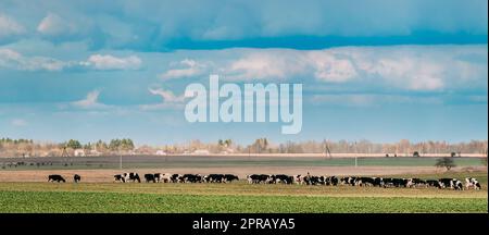 Panorama, Panoramablick Auf Rinder Von Kühen, Die Auf Der Wiesenweide Weiden. Frühlingslandschaft Stockfoto