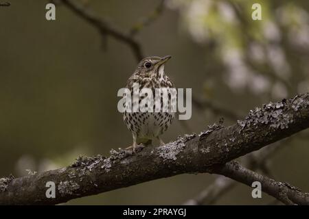 Song Soor (Turdus philomelos) im Frühling Stockfoto