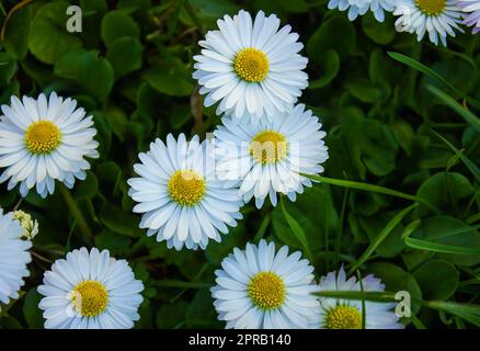 Nahaufnahme von kleinen weißen Margueritenblumen unter grünem Gras. Abstrakter natürlicher Hintergrund. Stockfoto