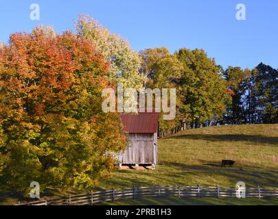 Am späten Nachmittag Sonne und Schatten bedecken die Appalachen Farm und Scheune an einem Herbsttag. Eine Kuh grast auf dem Feld, und der Holzzaun verläuft am Boden des Pho Stockfoto