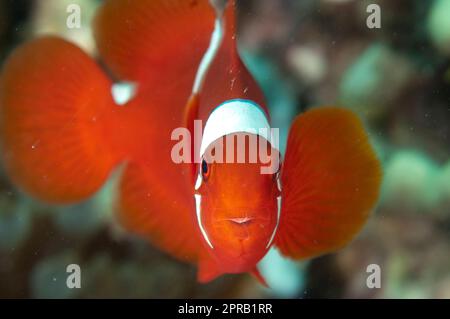 Spinecheek Anemonefish, Premnas biaculeatus, in Bulb Tentacle Sea Anemone, Entacmaea quadricolor, Pulau Putri Tauchplatz, 1000 Inseln, nahe Jakarta, J Stockfoto