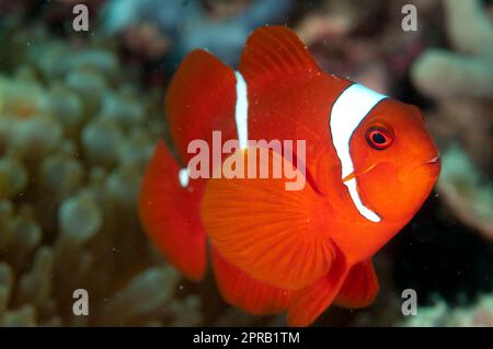 Spinecheek Anemonefish, Premnas biaculeatus, in Bulb Tentacle Sea Anemone, Entacmaea quadricolor, Pulau Putri Tauchplatz, 1000 Inseln, nahe Jakarta, J Stockfoto