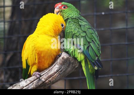 goldener Sittich Stockfoto