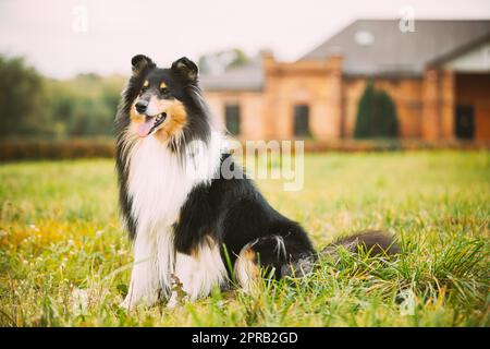 Tricolor Rough Collie, Funny Scottish Collie, Langhaarige Collie, Englisch Collie, Lassie Hund posiert im Freien in der Nähe des alten Hauses Stockfoto