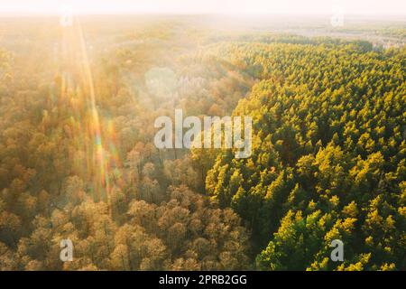 Luftaufnahme Von Laubbäumen Ohne Laubblätter Und Grünem Pinienwald Bei Sonnenuntergang Im Frühling. Draufsicht Von Attitude. Drohnenansicht Der Europäischen Wälder Im Frühling Stockfoto