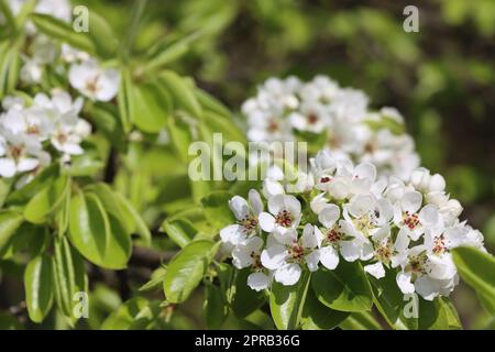 Birne (Pyrus communis) - Blüten und frisches Laub Stockfoto