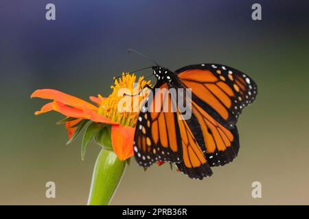 Nahaufnahme eines Monarch-Schmetterlings über einer Sonnenblume, die bestäubt, mit seinem pelzigen Hinterteil in guter Sicht. Stockfoto