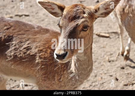 Mufflon (Ovis gmelini musimon) im Wildgehege Stockfoto