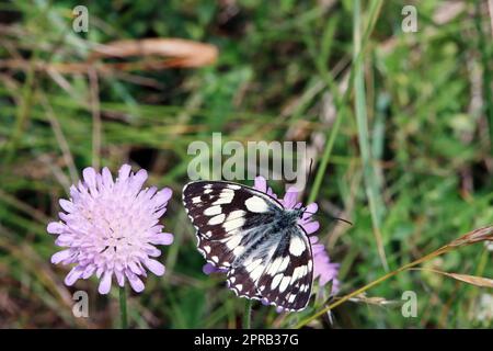 Schachbrett (Melanargia galathea) auf Acker-Witwenblume (Knautia arvensis) Stockfoto