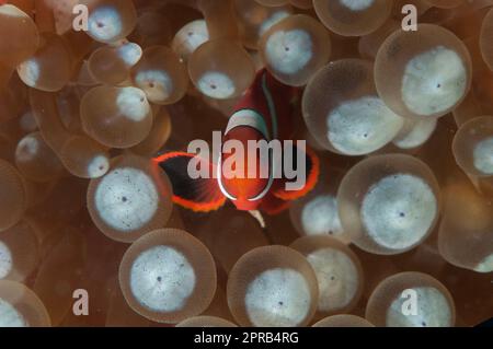 Juvenile Spinecheek Anemonefish, Premnas biaculeatus, in Bulb Tentacle Sea Anemone, Entacmaea quadricolor, Pulau Putri Tauchplatz, 1000 Inseln, nahe J Stockfoto