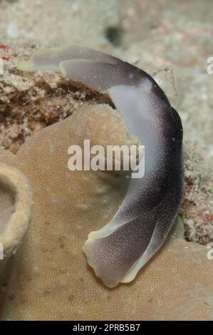 Schöne Headschild-Kugel, Chelidonura Amoena, Pulau Putri Tauchplatz, 000 Inseln, in der Nähe von Jakarta, Java, Indonesien Stockfoto