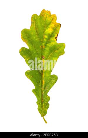 Herbst Eichenlaub auf weißem Hintergrund Stockfoto