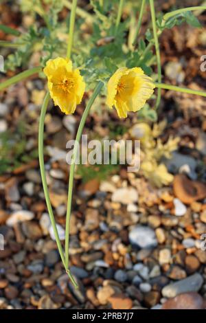 Gelbe Mohnblumen und Samenschoten in Nahaufnahme Stockfoto