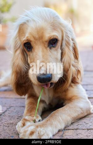 Paw-perazzi hat mich dabei erwischt, mein Ding wieder zu machen. Portraitaufnahme eines entzückenden Cocker Spaniel Welpen, der auf Ziegelsteinpflaster draußen liegt und einen Grashalm kaut. Stockfoto