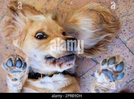 Süßster Hund der Welt, der für den Dienst berichtet. Porträtaufnahme eines entzückenden Cocker Spaniel Welpen, der draußen auf dem Backsteinpflaster auf dem Rücken liegt. Stockfoto