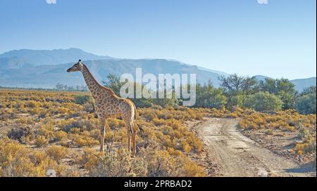 Wunderschöne Giraffe. Ein Foto einer schönen Giraffe auf der Savanne am späten Nachmittag in Südafrika. Stockfoto