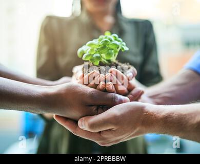 Wachstum, Teamarbeit und Pflanzen in die Hände einer ökologischen Gruppe von Menschen für die Landwirtschaft und Zusammenarbeit in einem nachhaltigen grünen Unternehmen. Verschiedene Menschen halten und unterstützen einen Keimling im Boden in wachsenden Startup-Unternehmen Stockfoto