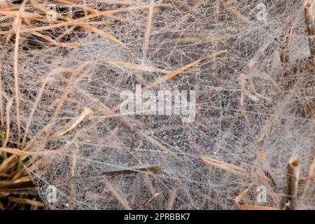Morning Dew im Spinnennetz Stockfoto