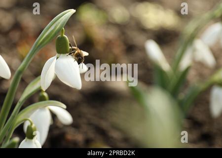 Bienen auf wunderschönem Schneefall draußen, Nahaufnahme. Platz für Text Stockfoto