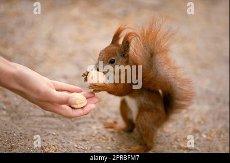 Eine Frau, die dem süßen Eichhörnchen draußen Walnüsse gibt, Nahaufnahme Stockfoto