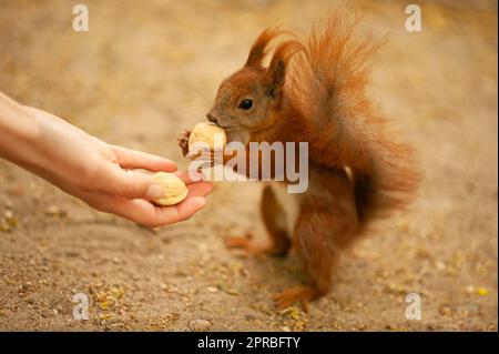 Eine Frau, die dem süßen Eichhörnchen draußen Walnüsse gibt, Nahaufnahme Stockfoto