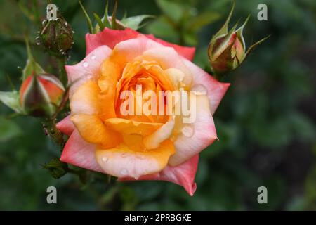 Schöne Rosenblume mit Tautropfen im Garten, Nahaufnahme Stockfoto