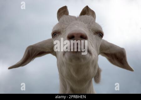 Ziegenbogenblick, lustiger Tierkopf, Milchvieh Stockfoto