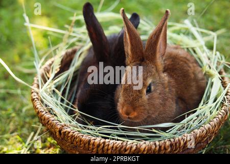 Süße flauschige Kaninchen in einer Korbschale mit trockenem Gras im Freien Stockfoto