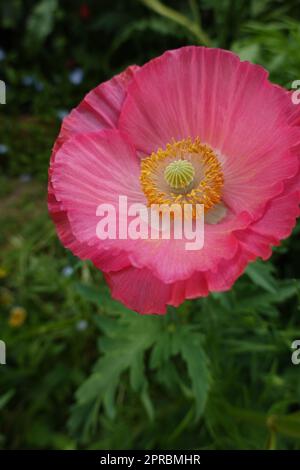 Rosafarbener Mohn ( papaver orientale ), der in einem kalifornischen Garten im Hinterhof wächst Stockfoto