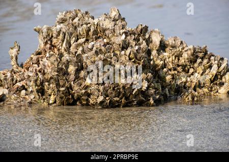 Großer Haufen Austernschalen am Burke's Beach Stockfoto