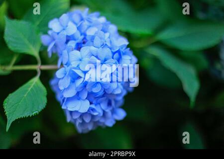Hortensien, Hortensien aus Spitze, Makrophylla „Bouquet Rose“, Blumenstrauß, blühend Stockfoto