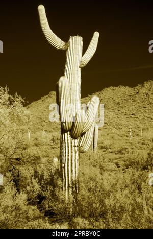 Saguaro-Kakteen im Mondschein in der winterlichen Wüste Arizonas Stockfoto