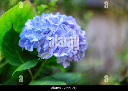 Hortensien, Hortensien aus Spitze, Makrophylla „Bouquet Rose“, Blumenstrauß, blühend Stockfoto