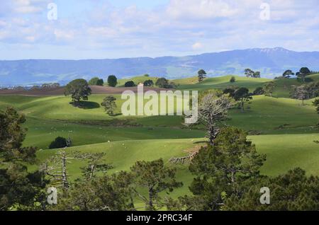 Hobbiton-Filmset und Hobbiton-Häuser in Neuseeland Stockfoto