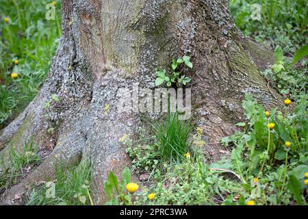 Die Basis des Stammes eines alten Baumes, Wurzeln wachsen in den Boden, überwuchert mit Frühlingsflora. Stockfoto