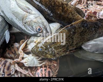 Verschiedene Arten von frischem Fisch und Krabben werden von Händlern frisch in einem schwarzen Behälter zum Verkauf angeboten. Stockfoto