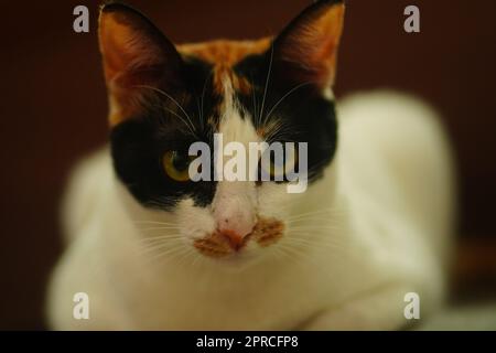 Calico Cat mit grünen Augen, die auf der Couch sitzen und in die Kamera schauen. Pet-Fotografie. Stockfoto