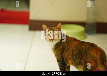 Eine Katze, die auf dem weißen Boden liegt und in die Kamera schaut. Pet-Fotografie. Stockfoto