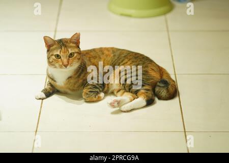 Eine Katze, die auf dem weißen Boden liegt und in die Kamera schaut. Pet-Fotografie. Stockfoto