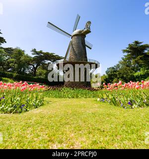 Holländische Windmühle umgeben von Tulpen im Golden Gate Park von San Francisco Stockfoto