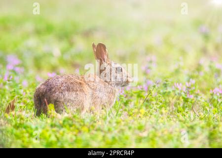 Kaninchen sonnt sich im Sonnenlicht Stockfoto