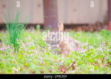 Hase am Schuppen Stockfoto