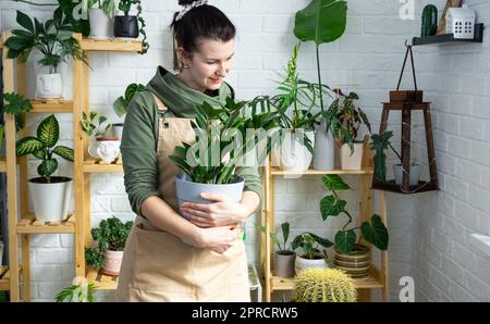 Unprätentiöse und beliebte Zamiokulkas in den Händen einer Frau im Inneren eines grünen Hauses mit Regal-Sammlungen von einheimischen Pflanzen. Eigenernte Stockfoto