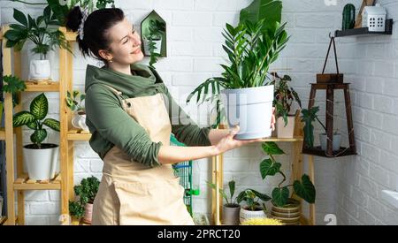 Unprätentiöse und beliebte Zamiokulkas in den Händen einer Frau im Inneren eines grünen Hauses mit Regal-Sammlungen von einheimischen Pflanzen. Eigenernte Stockfoto